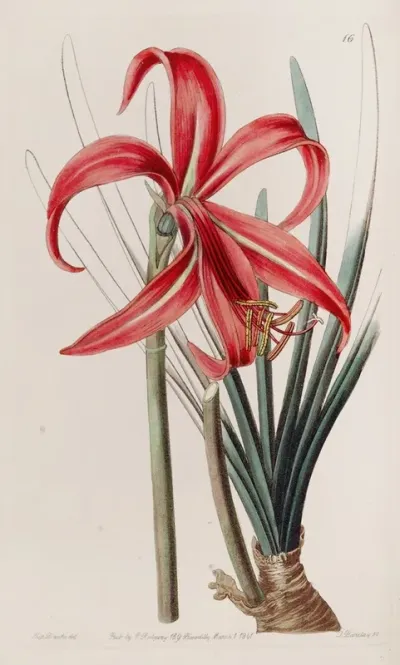 Glaucous Jacobean Lily