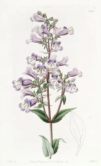 Glaucous Pentstemon