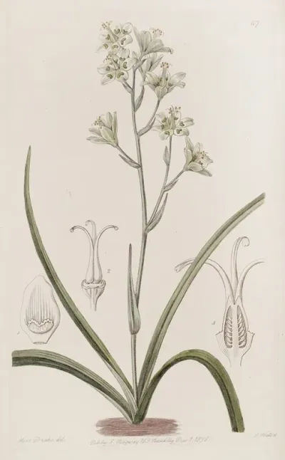 Glaucous Zigadenus