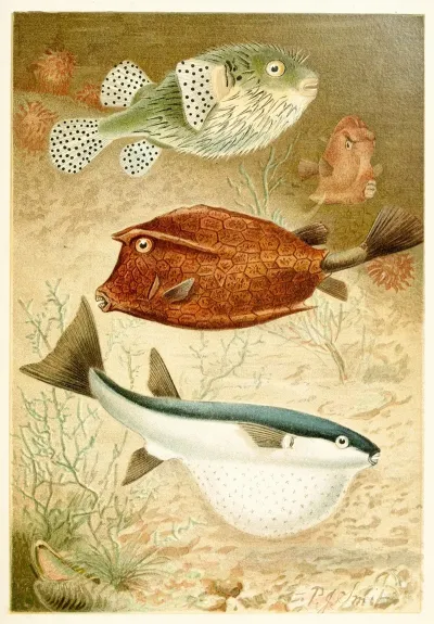 Globe Fish And Coffer Fish
