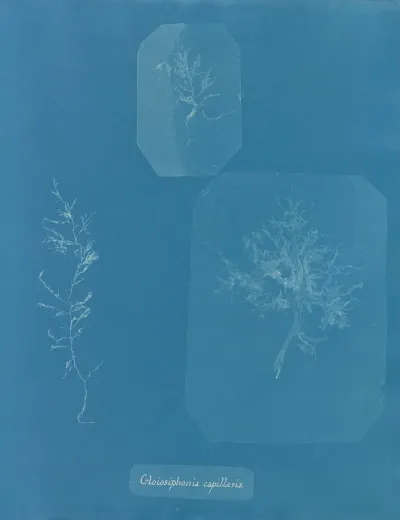 Gloiosiphonia Capillaris 2