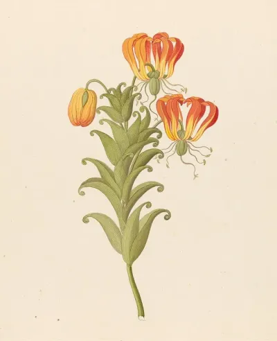 Gloriosa Gloriosa Superba