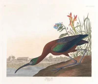 Glossy Ibis