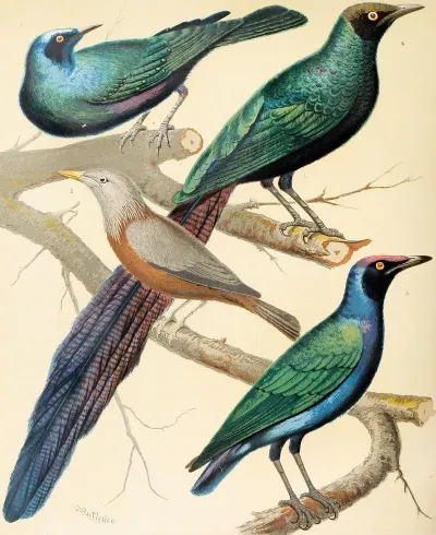 Glossy Starlings Malabar Mynah