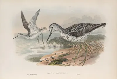 Glottis Canescens Greenshank