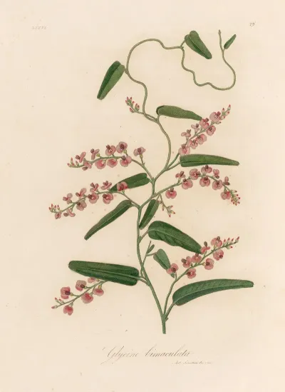 Glycine Bimaculata