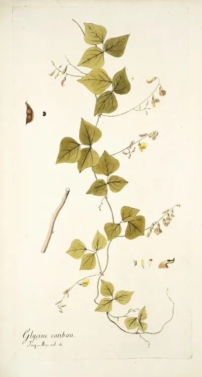 Glycine Caribaea
