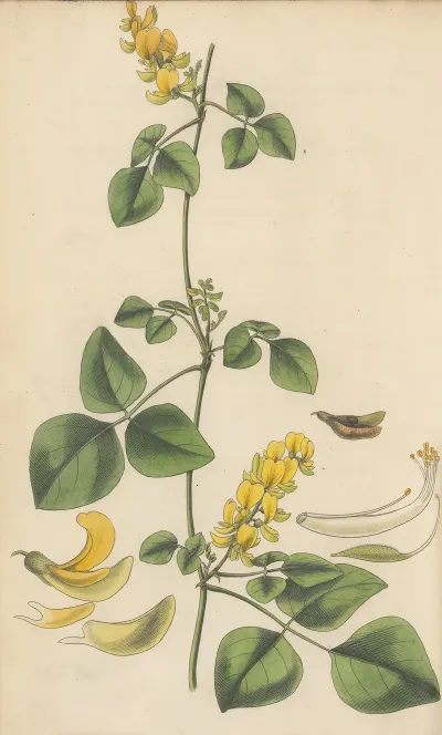 Glycine Mollis