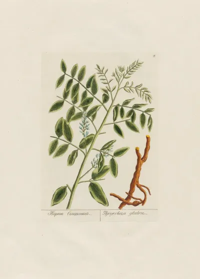 Glycyrrhiza Glabra