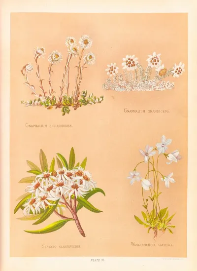 Gnaphalium Bellidioides Gnaphalium Grandiceps