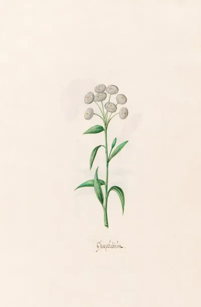 Gnaphalium