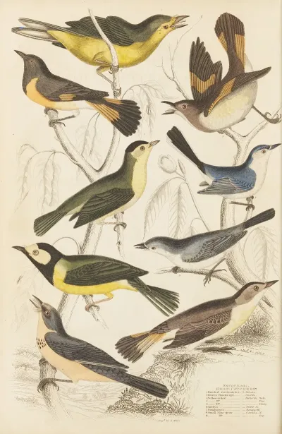 Gnat Catchers