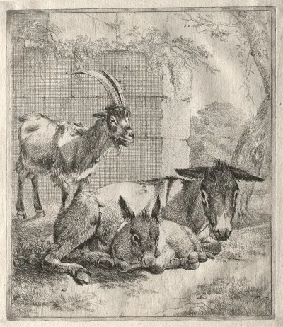 Goat And Donkeys