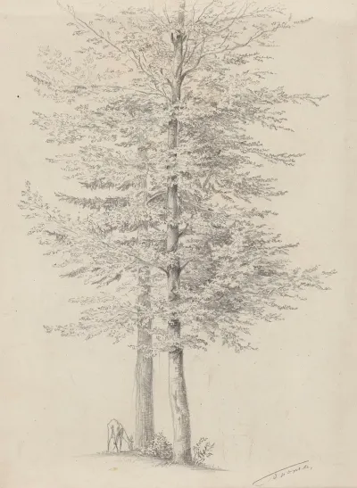 Goat Grazing Near Two Trees