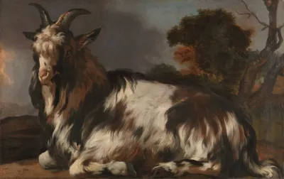 Goat Lying Down