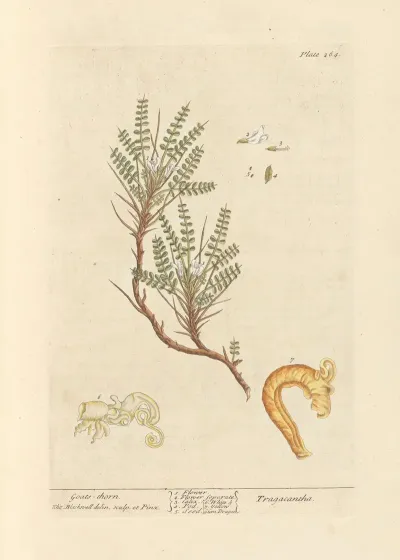 Goats Thorn