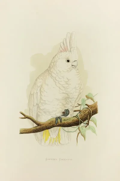 Goffins Cockatoo