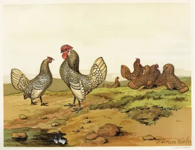 Gold And Silver Laced Bantams