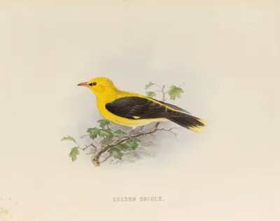 Golden Creole