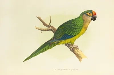 Golden Crowned Conure Or Half Moon Parrakeet