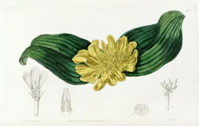 Golden Daubenya