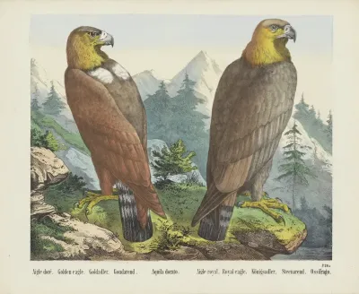 Golden Eagle 7
