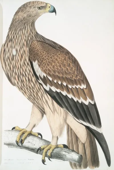 Golden Eagle Aquilla Imperialis Female