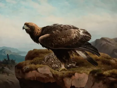Golden Eagle At A Cliffs Edge
