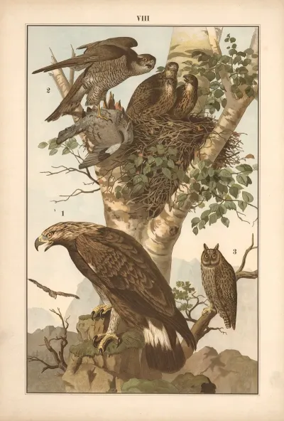 Golden Eagle Hawk And Eagle Owl