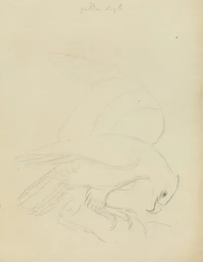 Golden Eagle