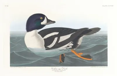 Golden Eye Duck