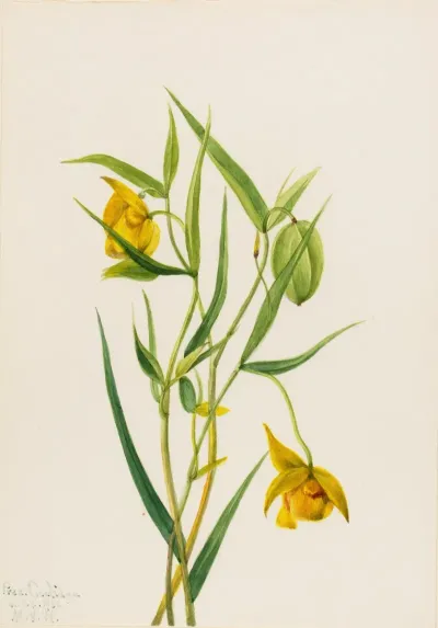 Golden Fairy Lantern Calochortus Amabilis