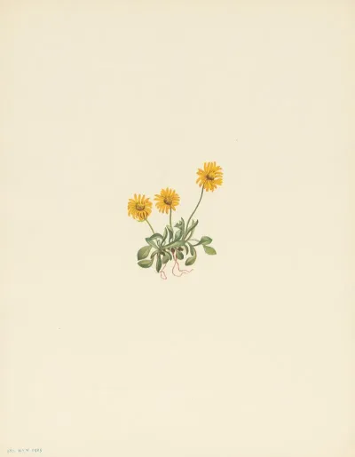 Golden Fleabane Erigeron Aureus 3