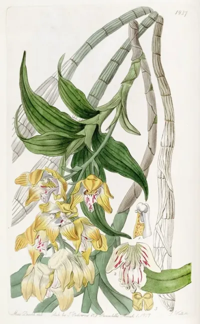 Golden Flowered Chysis