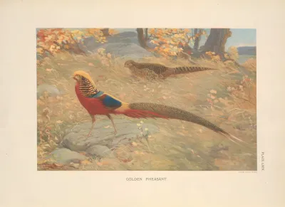 Golden Pheasant Chrysolophus Pictus 2