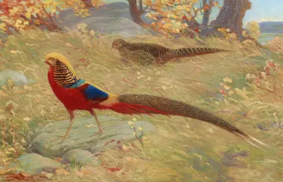 Golden Pheasant