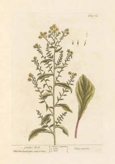 Golden Rod