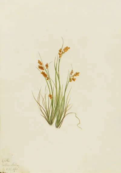 Golden Sedge Carex Aurea 2