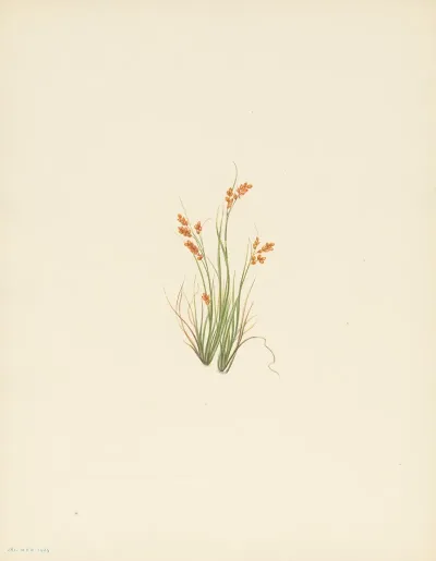 Golden Sedge Carex Aurea 3