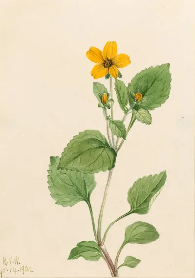 Golden Star Chrysogonum Virginianum