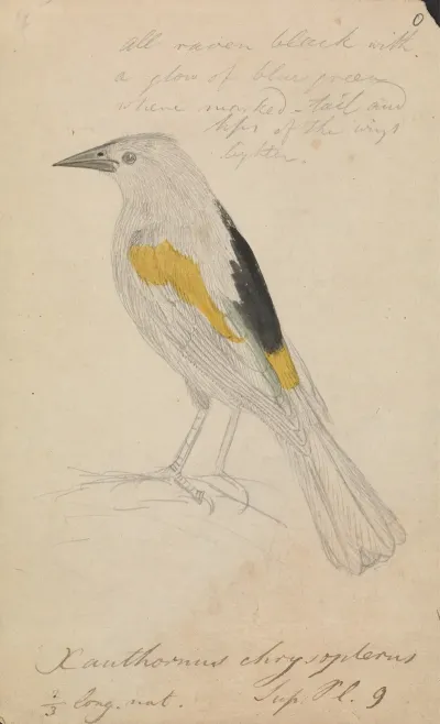 Golden Winged Cacique