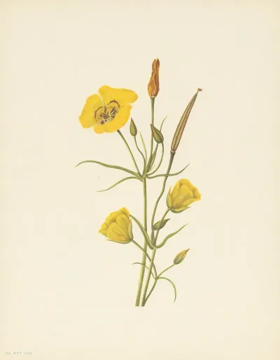 Goldenbowl Mariposa Calochortus Clavatus 2