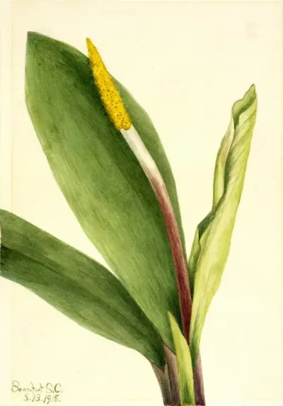 Goldenclub Orontium Aquaticum 2
