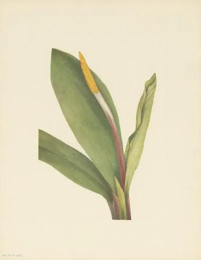 Goldenclub Orontium Aquaticum 3