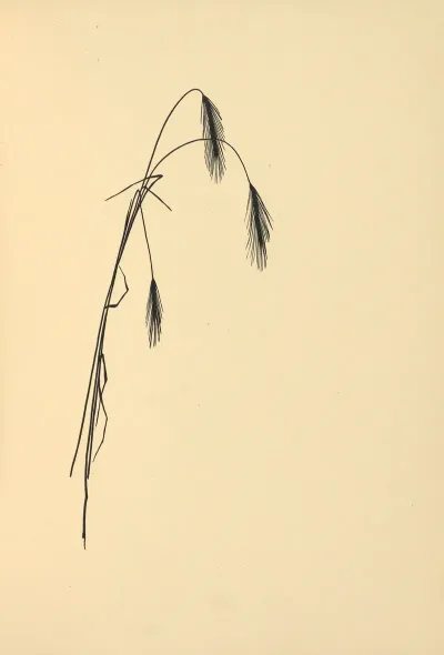 Goldene Ernte Pl 03