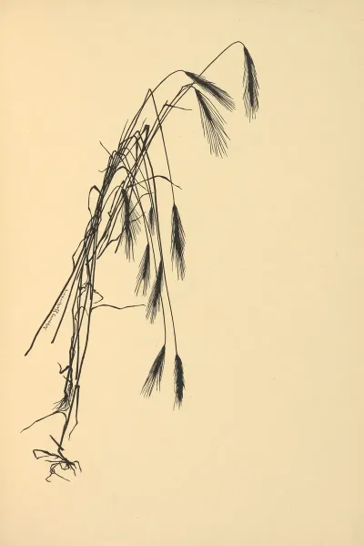 Goldene Ernte Pl 04