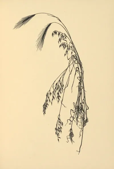 Goldene Ernte Pl 06