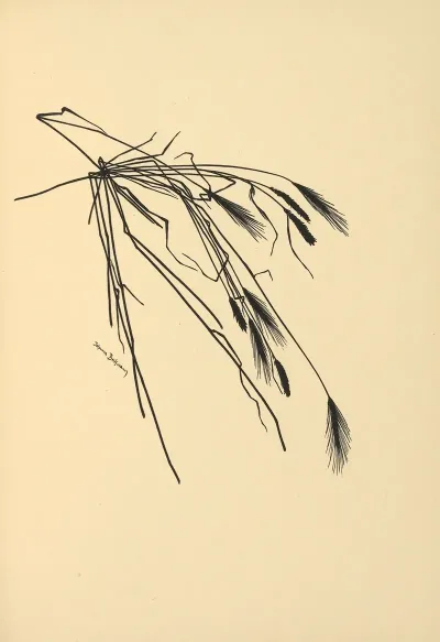 Goldene Ernte Pl 07
