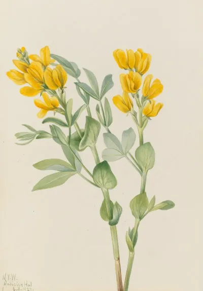 Goldenpea Thermopsis Rhombifolia 2