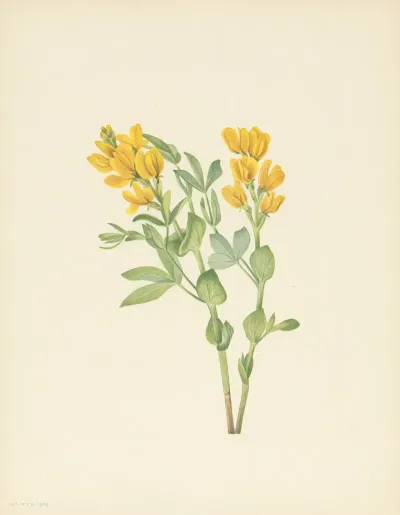 Goldenpea Thermopsis Rhombifolia 3